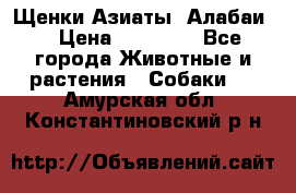 Щенки Азиаты (Алабаи) › Цена ­ 20 000 - Все города Животные и растения » Собаки   . Амурская обл.,Константиновский р-н